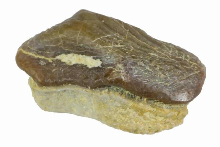 Fossil Crusher Shark (Ptychodus) Tooth - Kansas #152311